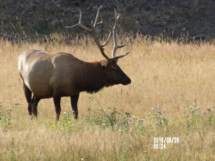 08 26 16 Yellowstone NP (10) Bull Elk