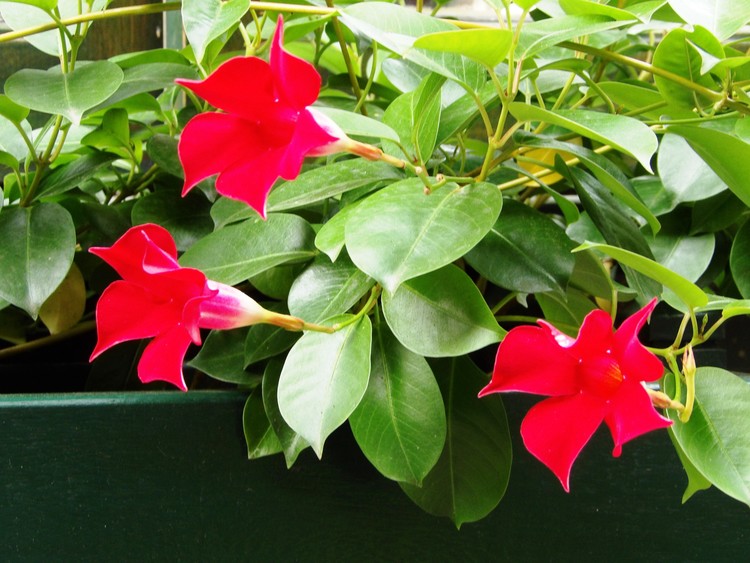 Mandevilla Vine (Mandevilla sanderi) nr the House of Van Gogh 11-02-2017