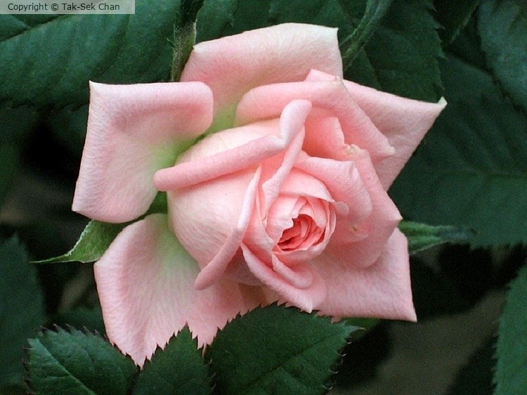 Rose (Rosa Pink Parfait) 03-12-2006