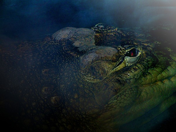 Nile crocodile