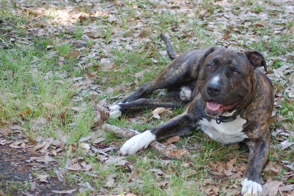 Otto