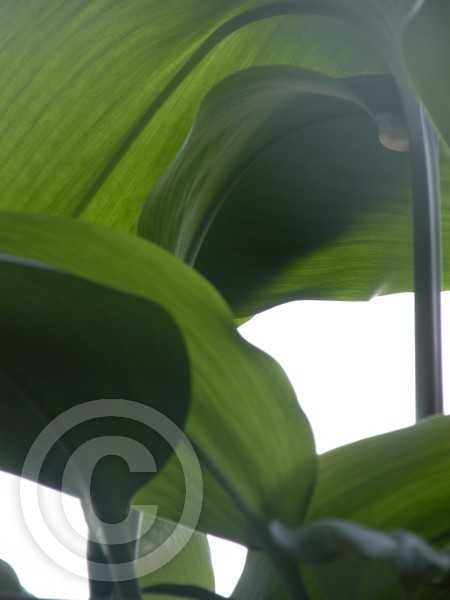 Leaves
