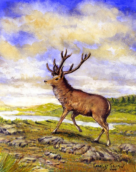 Highland Stag