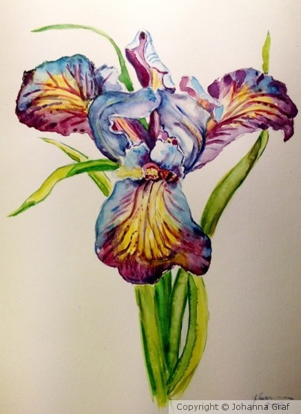 Iris