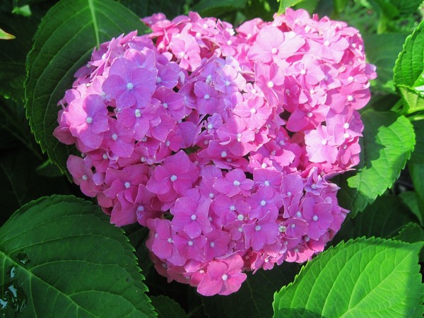 Bunch o pink