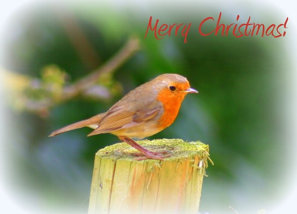 Christmas Greetings