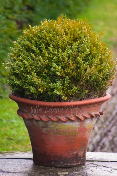 Potted