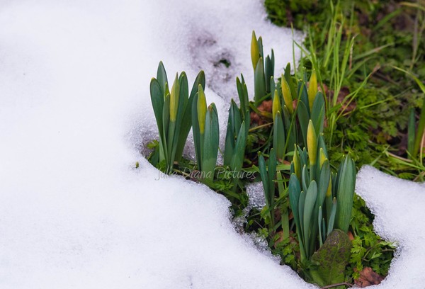 Spring Hope