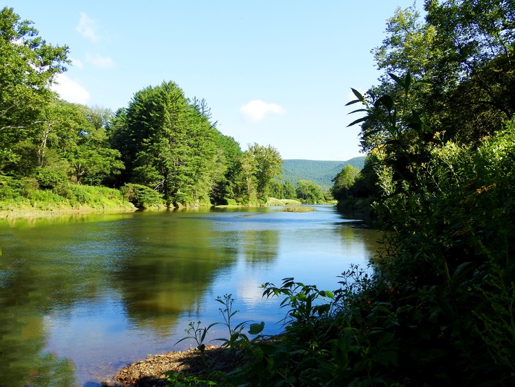 Peaceful Stream