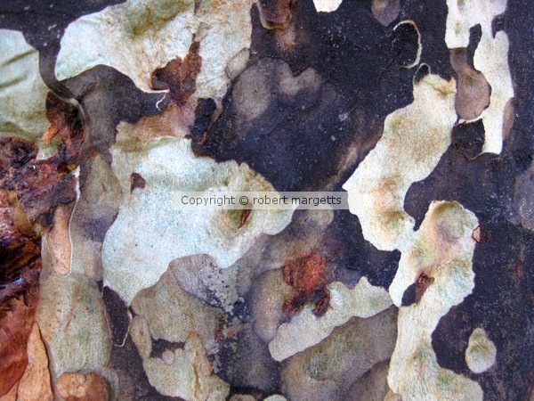 hiding birch