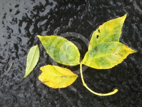 Leaves On My Driveway