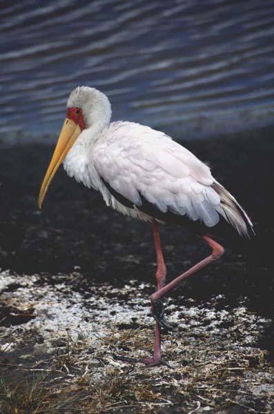 Yellow-billed stork