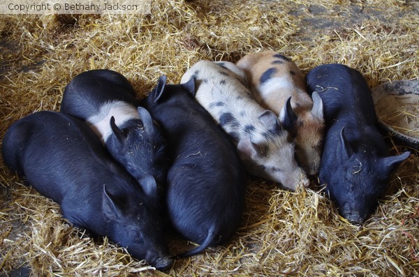 Pile of Piggies