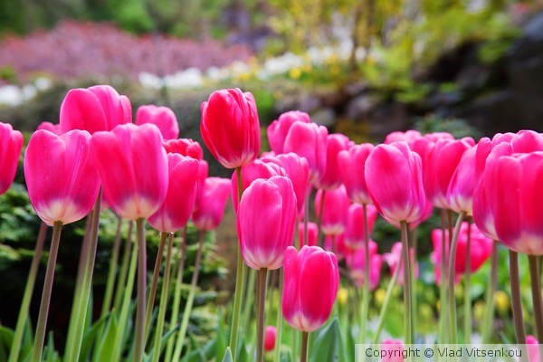 Tulips