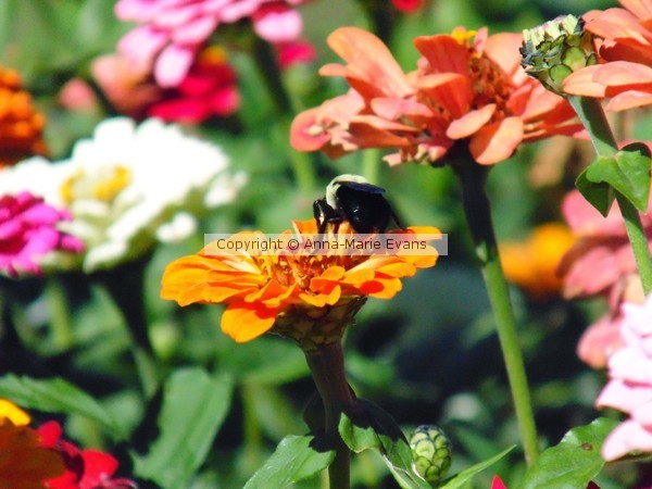 Bumble Bee Break