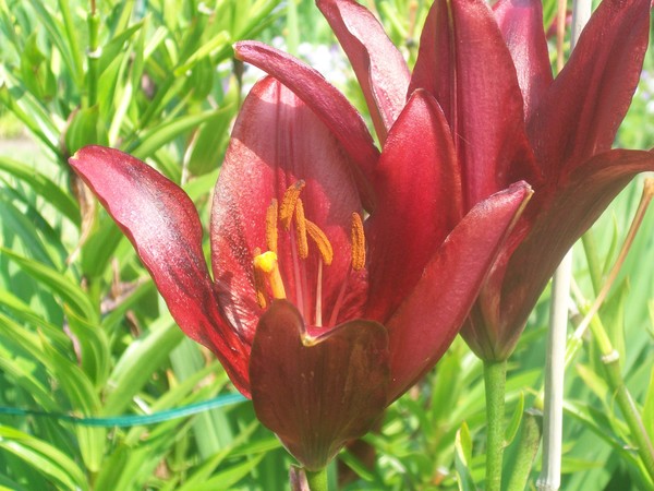 Red Glory