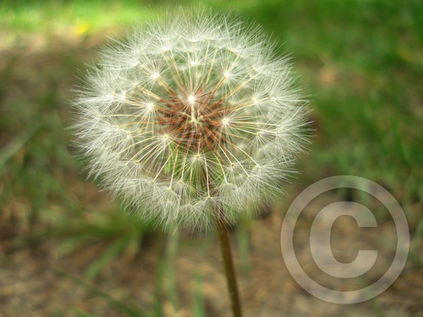 Dandy Lion