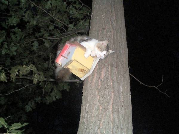 Cat can catch