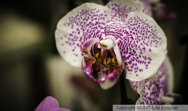 purpleorchid1