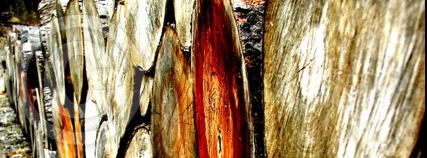 woodlot - hi saturation