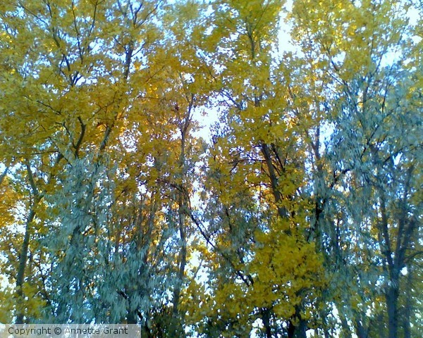 Stuck Somewhere Between Summer and Fall