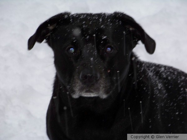 Best Friend in the Snow