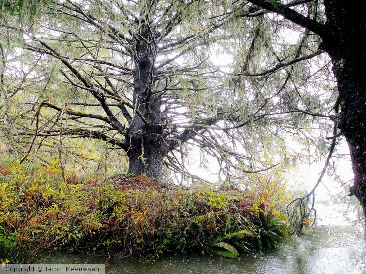 rainy tree