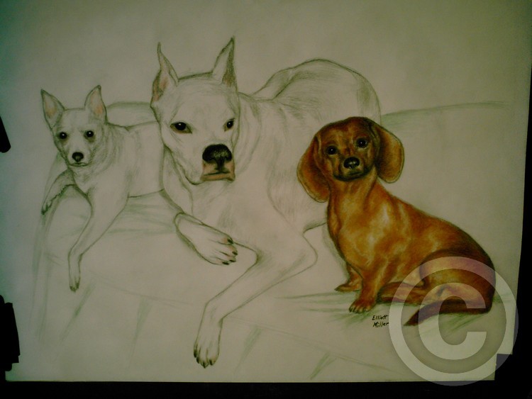 Tanya's pets  Copy