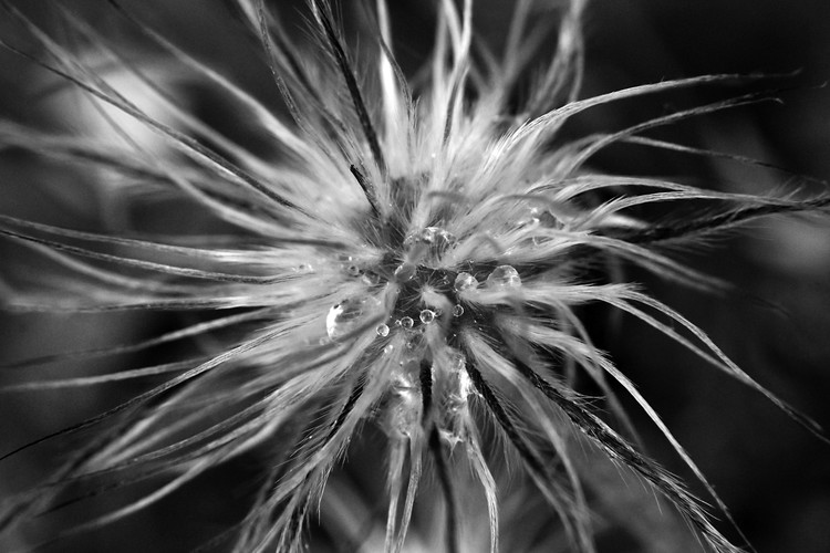 Tendrils - A Black and White Floral Study