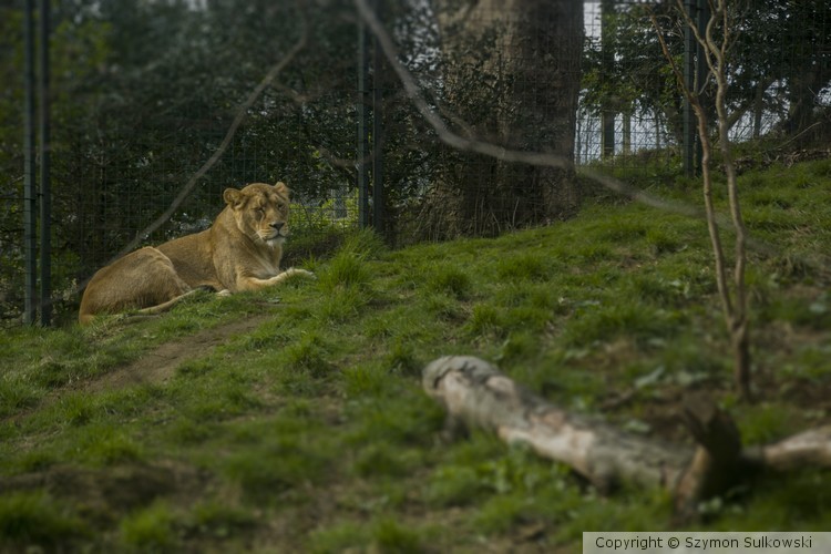 Edinburgh Zoo
