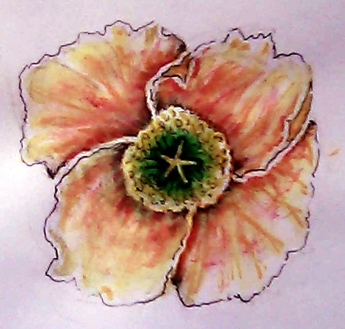 Red Flanders Poppy Watercolor