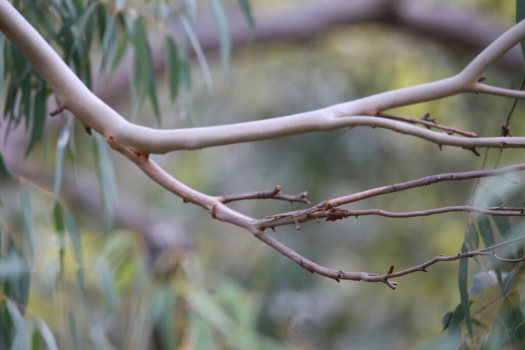 Bokeh background for the New Holland honeyeaters