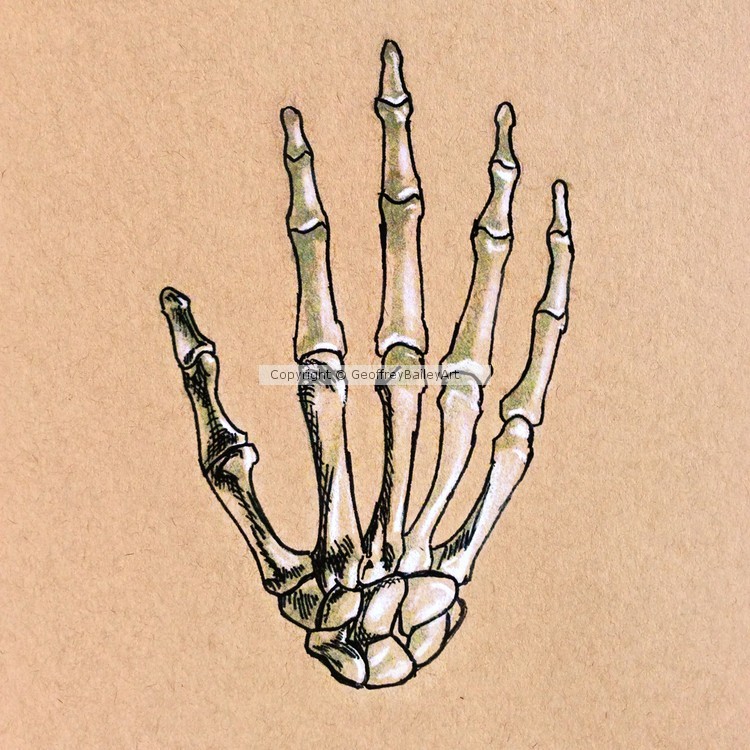 Bones of the Right Hand
