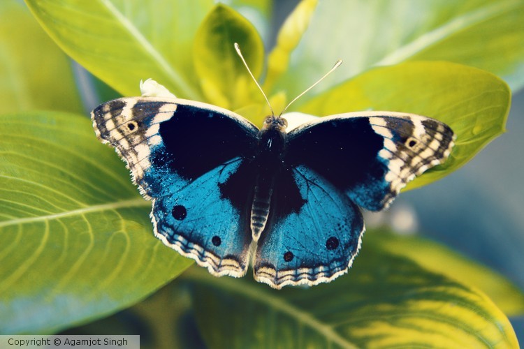 Butterfly