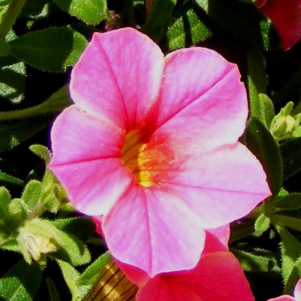 Perfectly Pretty
