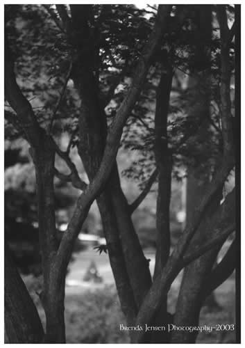 Tree #1
