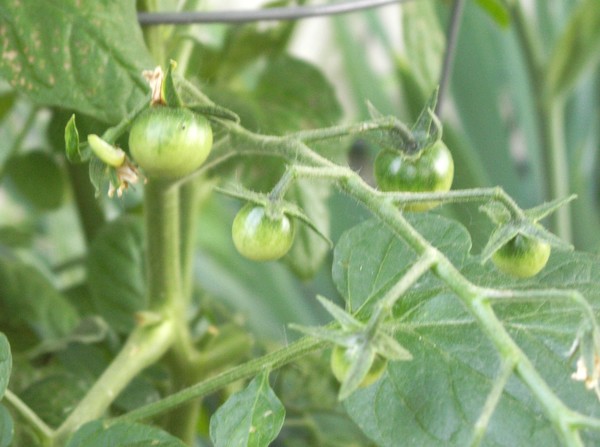 Garden Tour 7 ~ into the back!