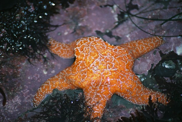 sea star