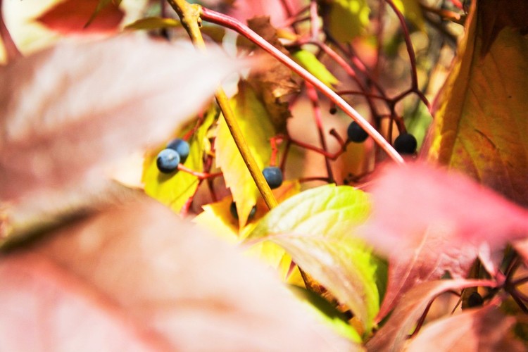 autumn foliage