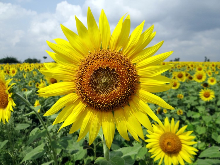 sunny yellow 