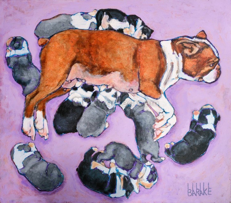BOSTON TERRIER MATERNITY XIV