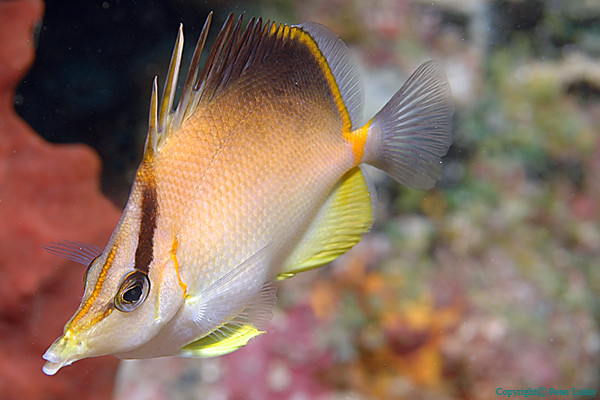 Long Snout Butterflyfish