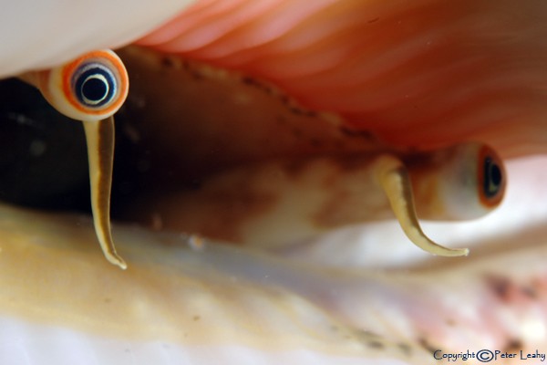 Conch Eyes