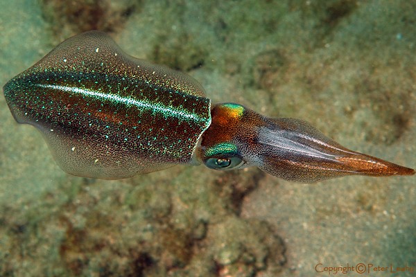 Squid l