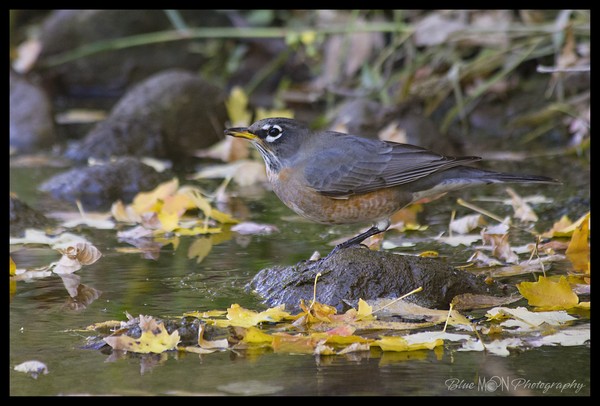 Robin