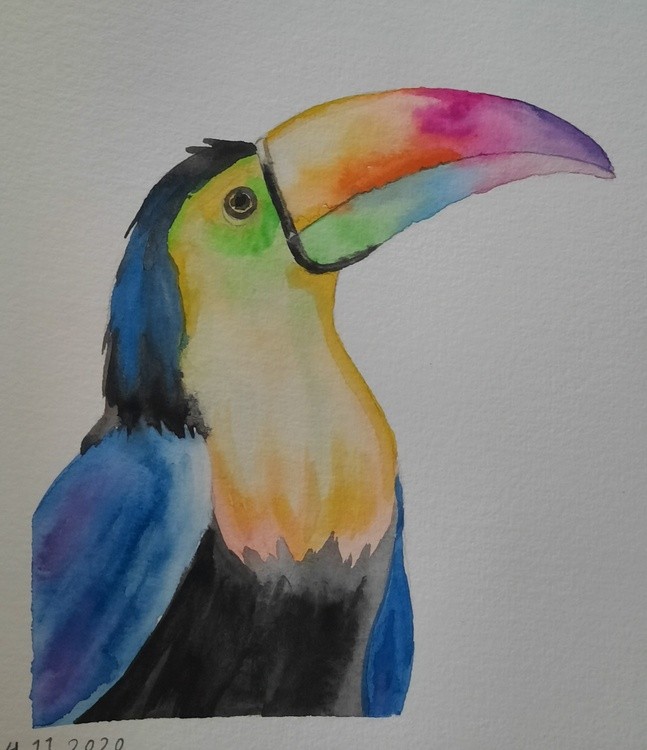 Toucan bird