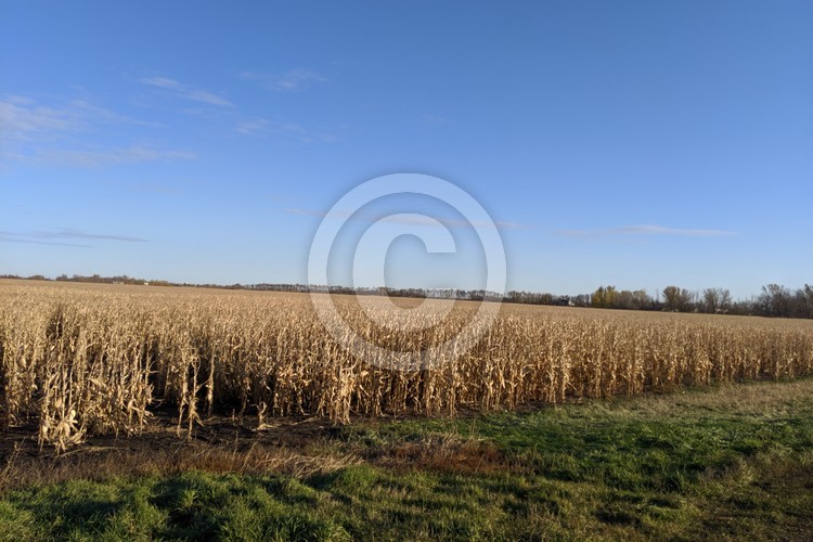 Fall Corn field
