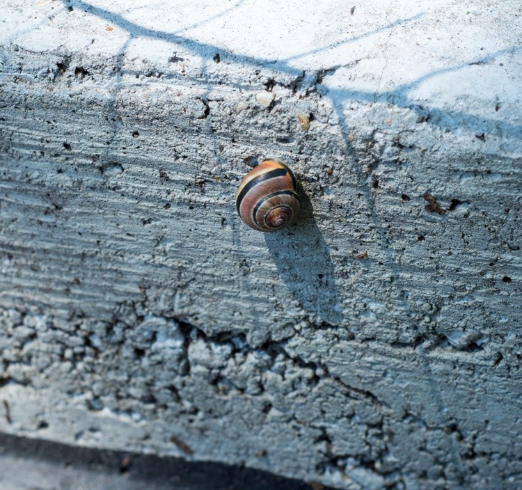 snail on concrete step