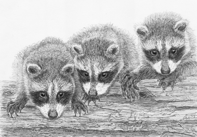 Bush Bandits 