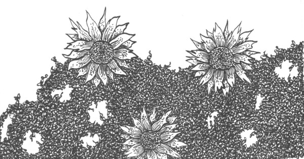 sunny curl flowers